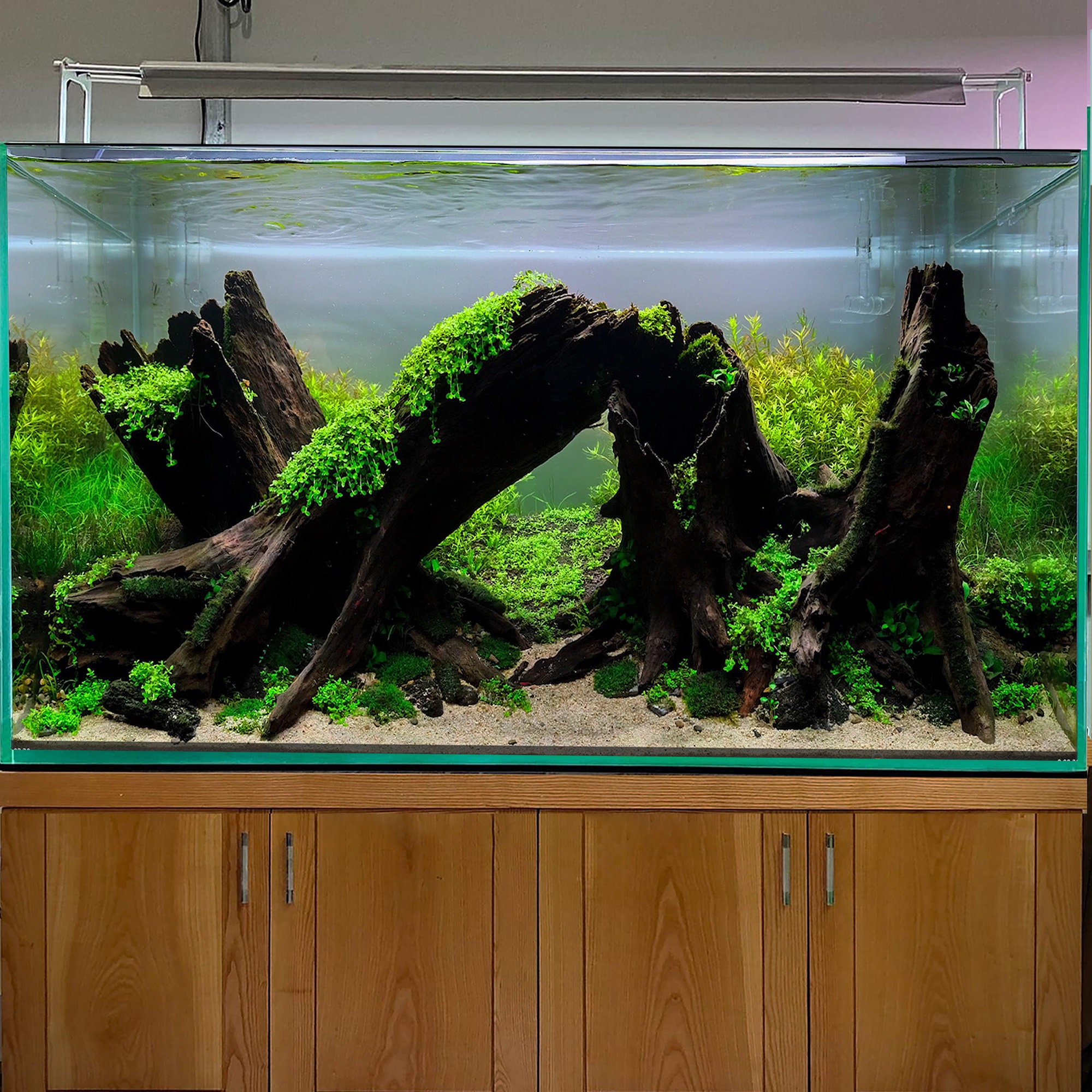 Biorium専用 レイアウトベース 太流木セット