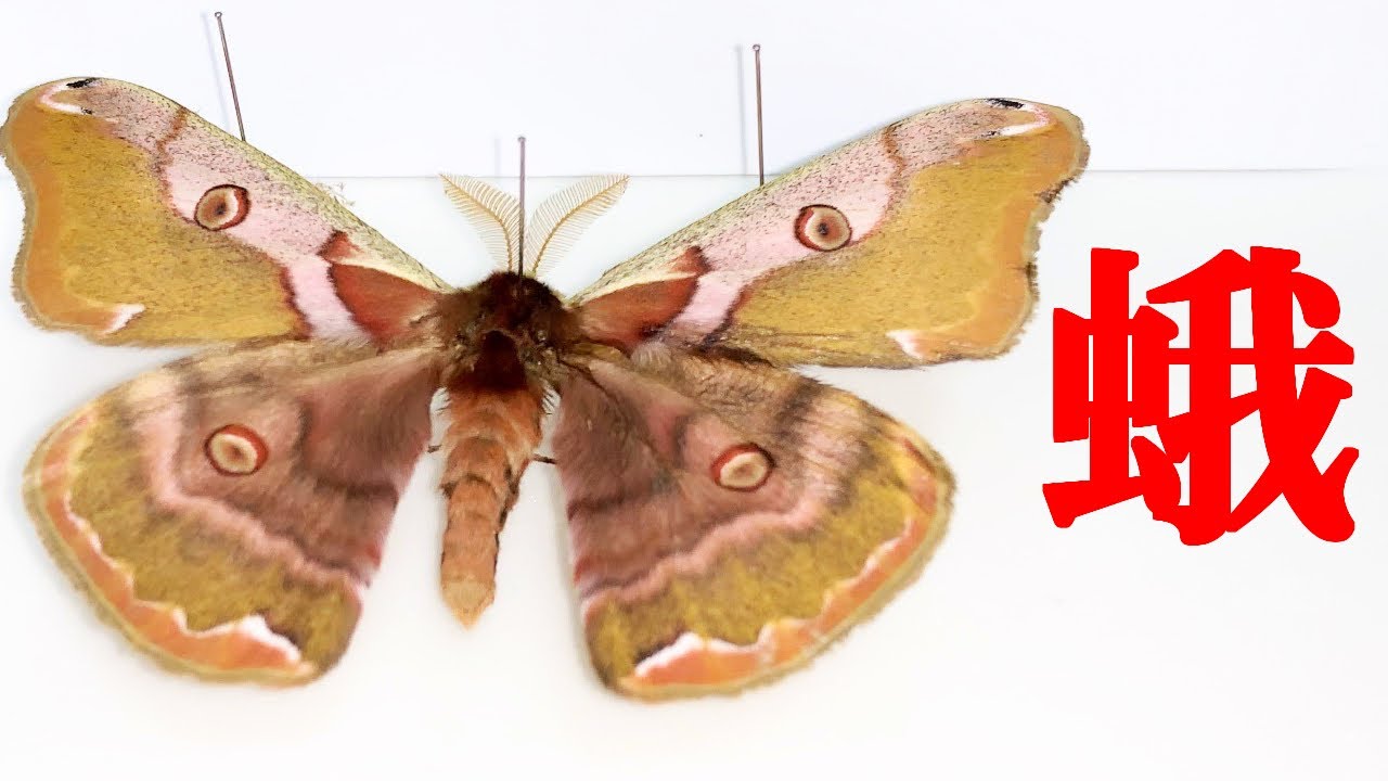 珍種 ジグザグヤママユ 蛾 標本 珍種 ジグザグヤママユ 蛾 標本 珍種