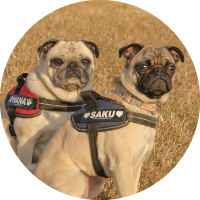 OMEGA3 SUPPORT DOGS - 犬心～INUKOKORO～