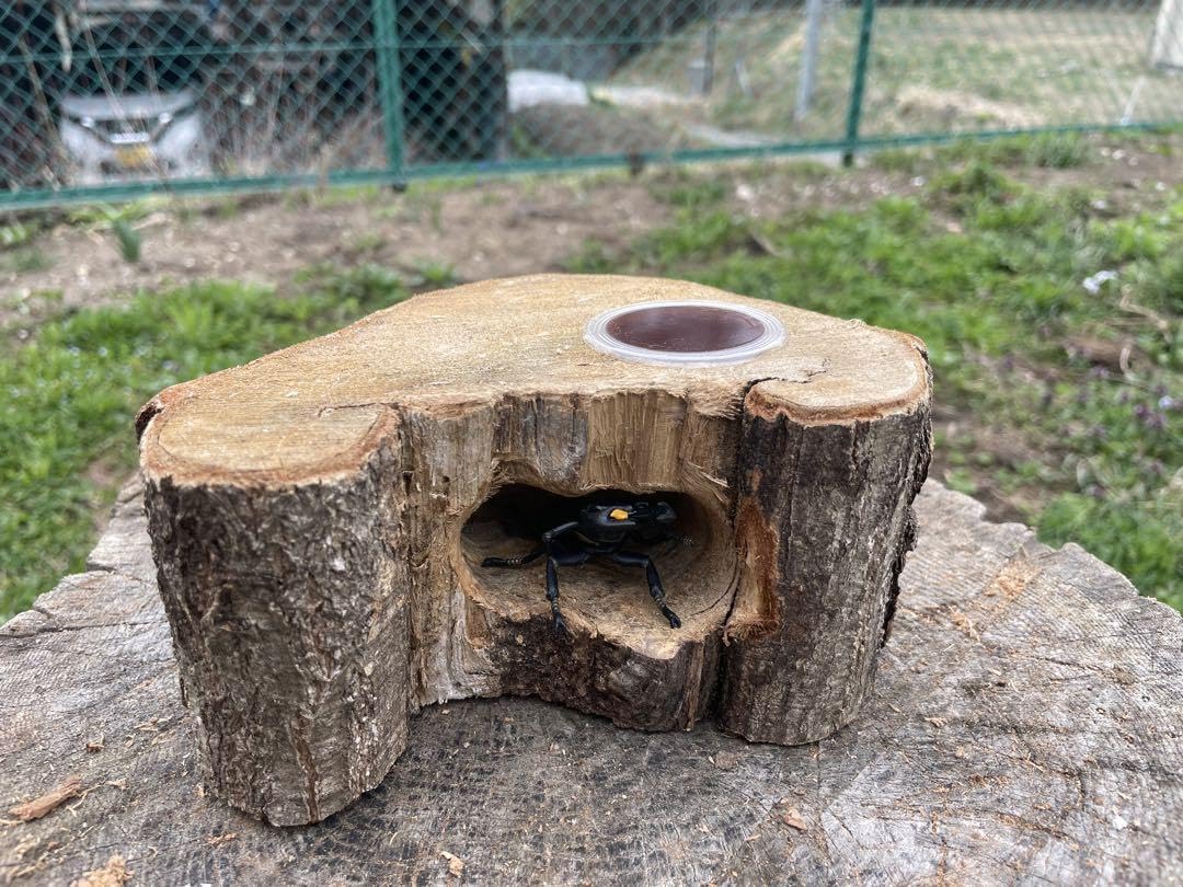 特大クワリウム樹洞登り木エサ台シェルター